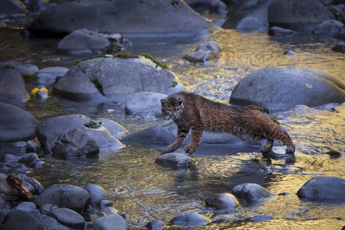 Bobcat walking on rocks in a stream