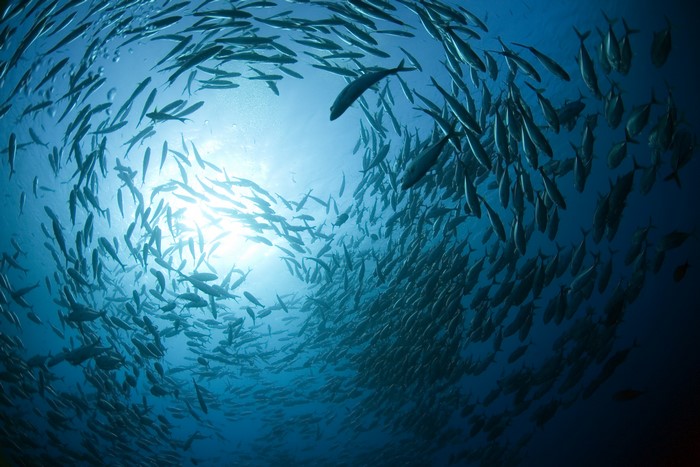 A large school of fish swims in the ocean