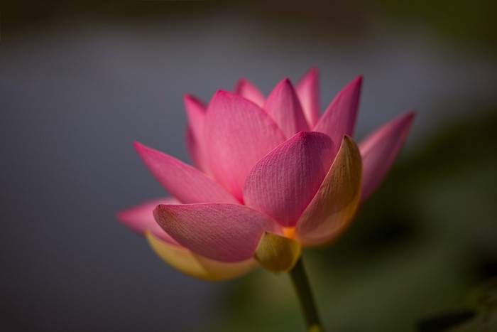 4K Closeup of a Pink Lotus Flower