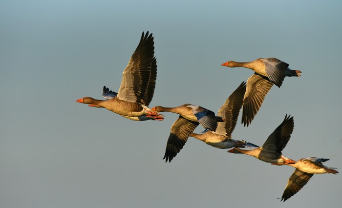 Flock of Geese in Flight