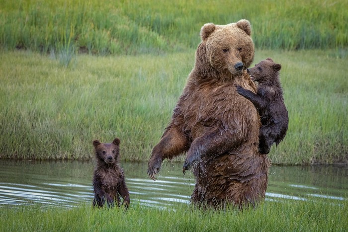 Mother Brown Bear with Two Cubs in Water