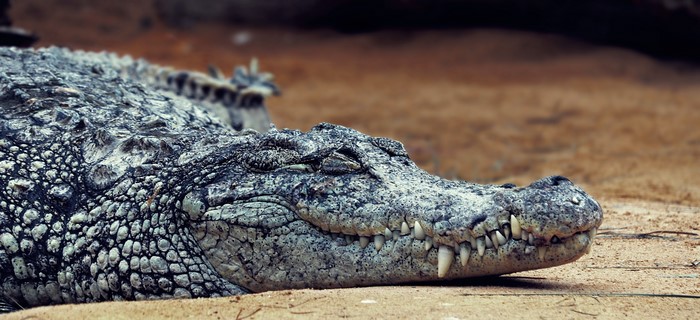 Crocodile with visible teeth