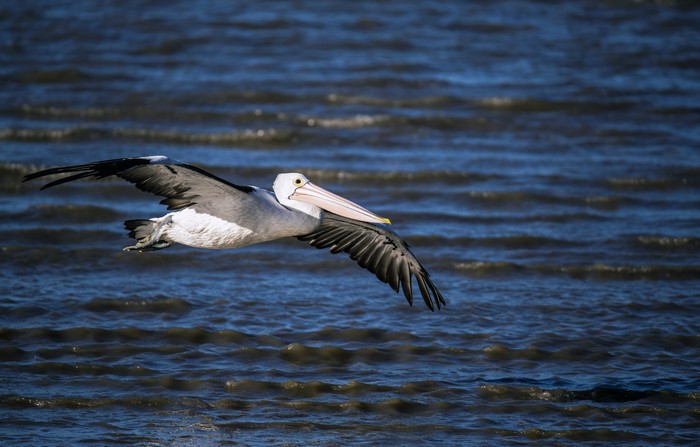 Pelican in flight over water