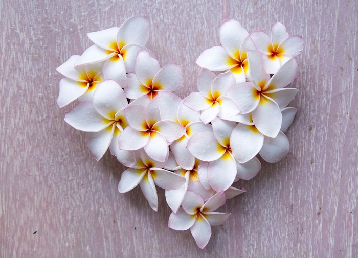 Heart shape made of white Plumeria flowers