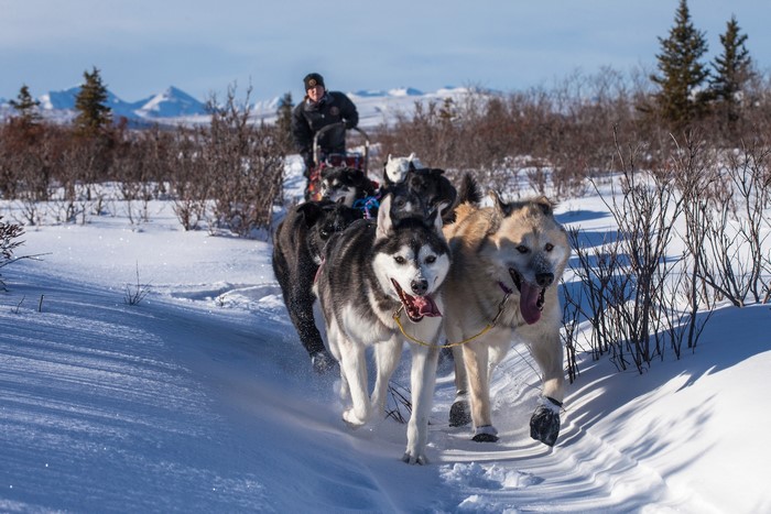 Dogs pulling a sled through a snowy landscape