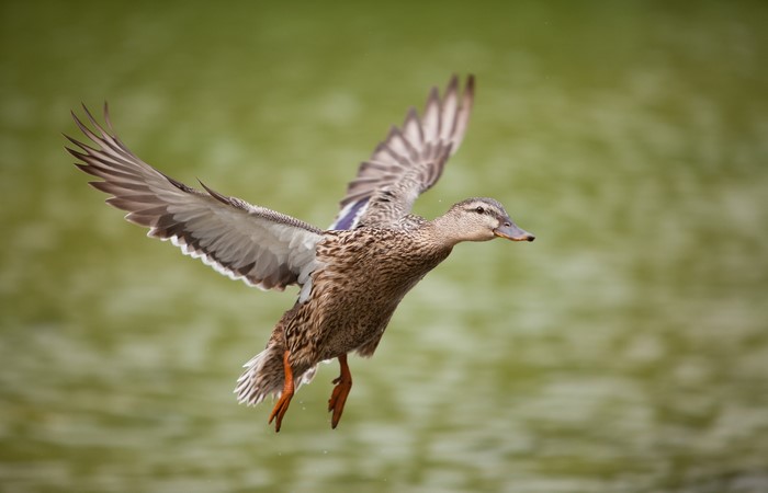 A duck in flight over water