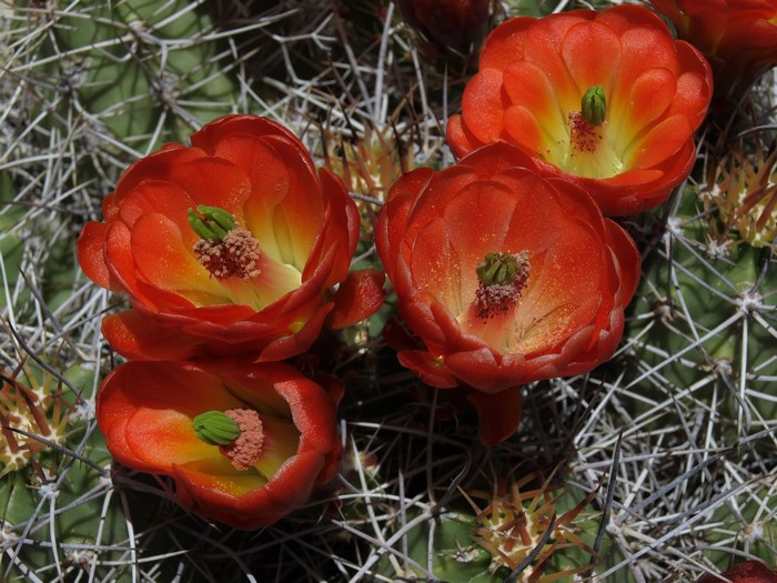 Close-up of red cactus flowers blooming