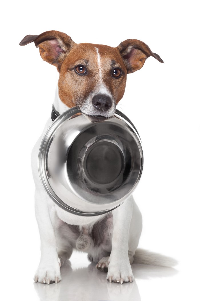 Jack Russell Terrier holding a metal bowl