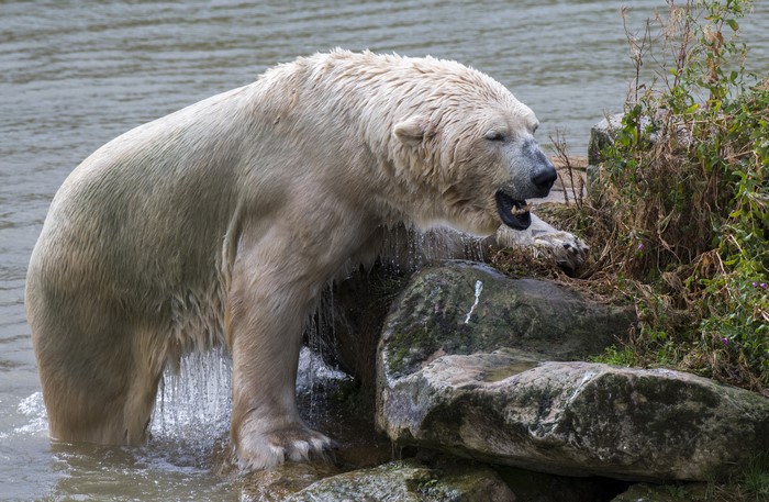 Polar bear in water near rocks