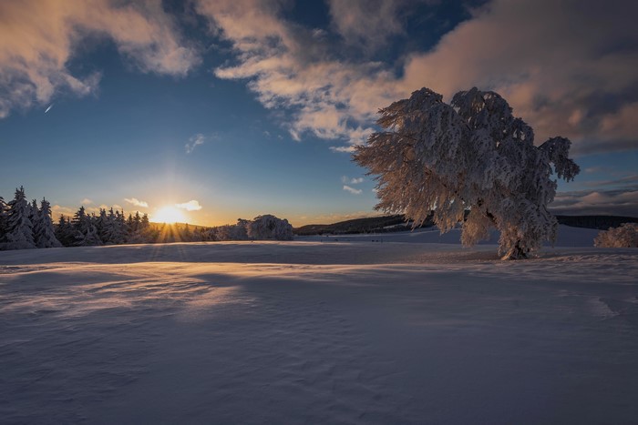 Winter sunrise over a snowy landscape with trees