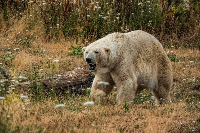Polar bear walking in a grassy field