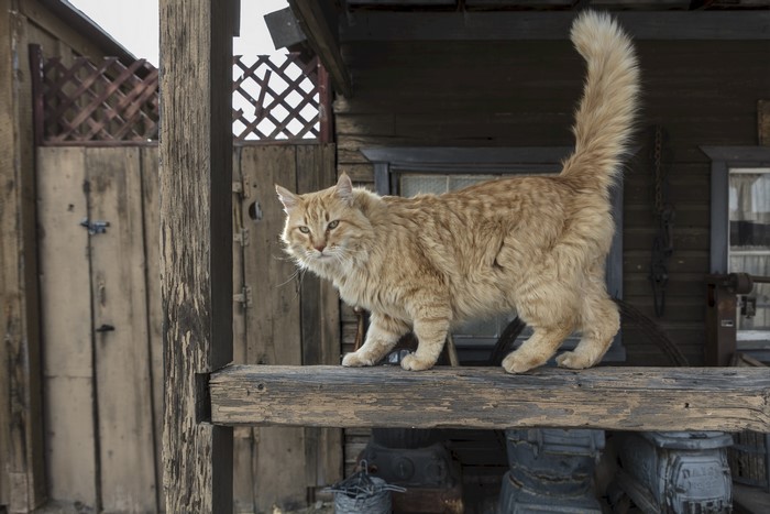 Fluffy orange cat on a wooden beam