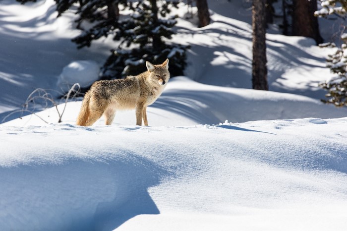 Coyote standing in the snow during winter