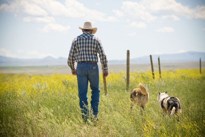 Cowboy with dogs in a field
