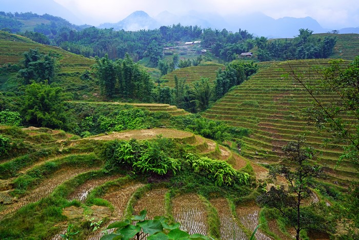 Muong Hoa Valley Vietnam Rice Terraces