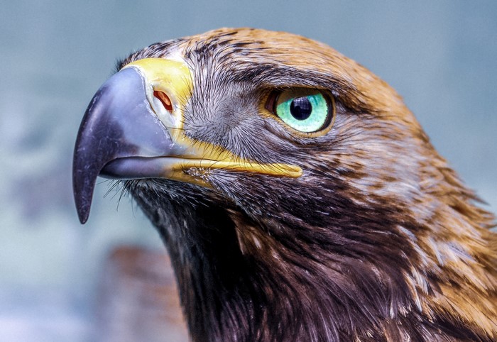 Close-up of a Golden Eagle's head and eye