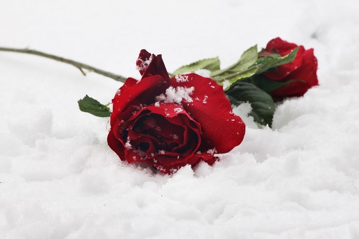 Two red roses in the snow