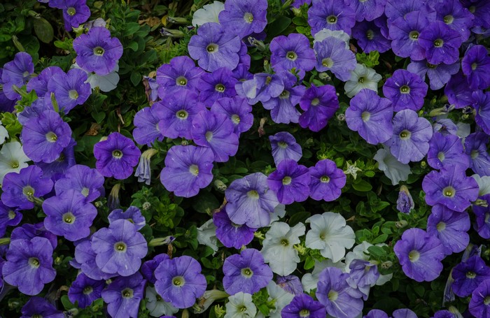 4K Closeup of Violet and White Petunias