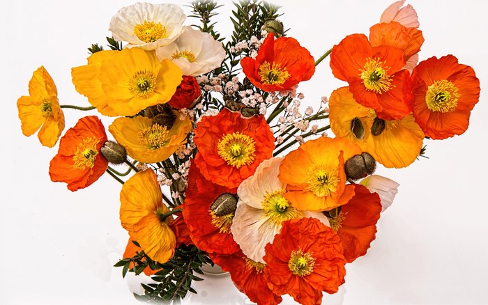 4K Poppies Closeup Yellow Red White Background