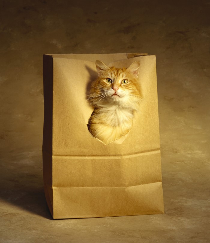 Orange cat peeking out of a paper bag