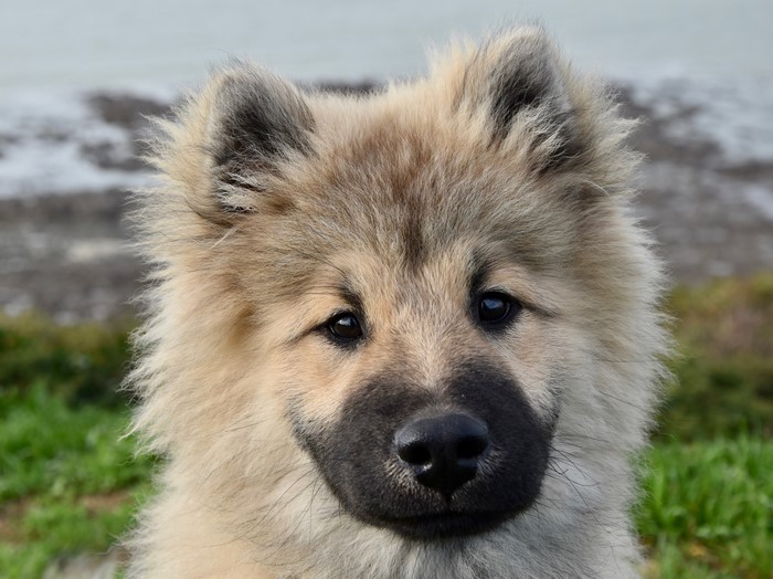 Fluffy Eurasier Puppy Dog Portrait