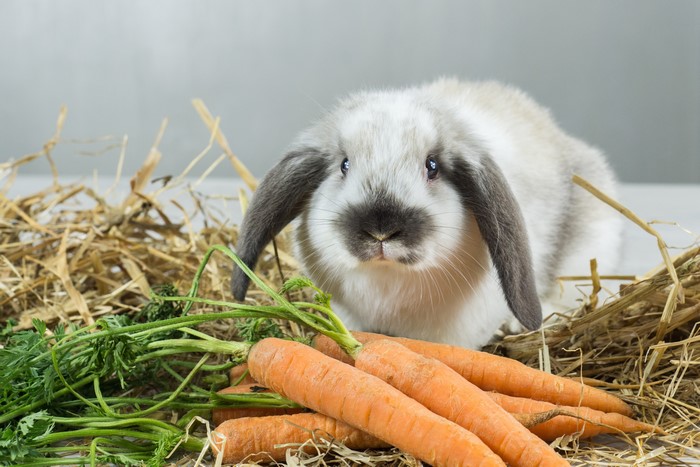 A lop-eared rabbit with carrots and hay