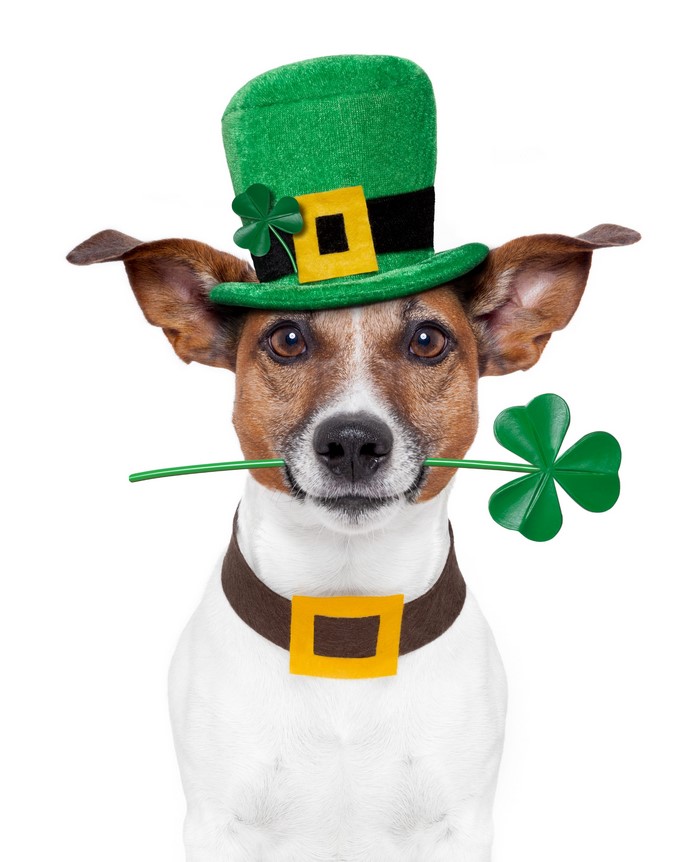 Jack Russell terrier wearing a leprechaun hat and holding a shamrock