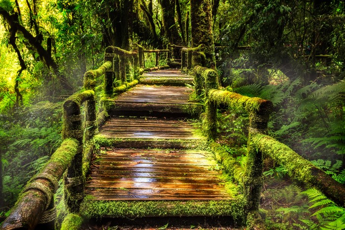 Wooden walkway covered in moss in Doi Inthanon National Park, Thailand
