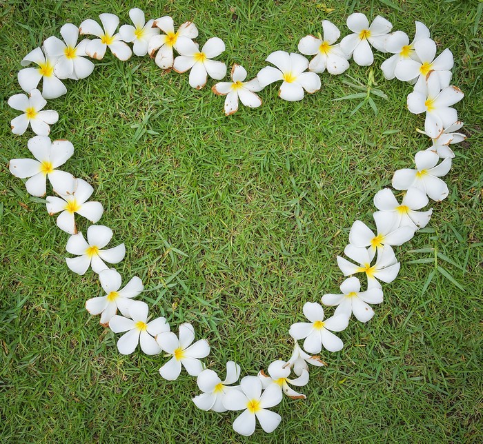 Heart shape made of white plumeria flowers on green grass