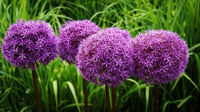 Purple Allium Gladiator flowers in a garden