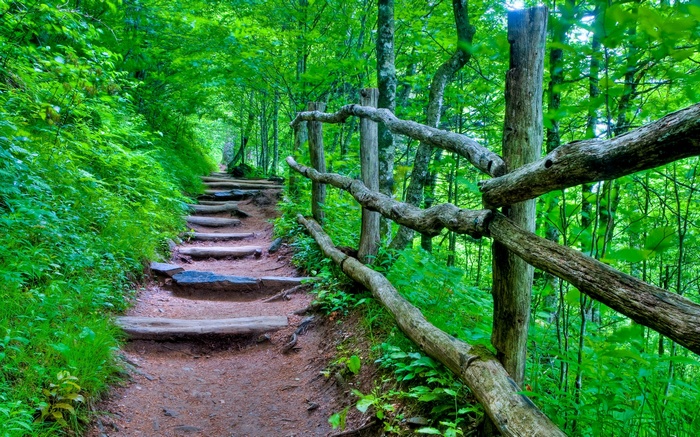 Stone and wooden steps on a forest path with a rustic fence