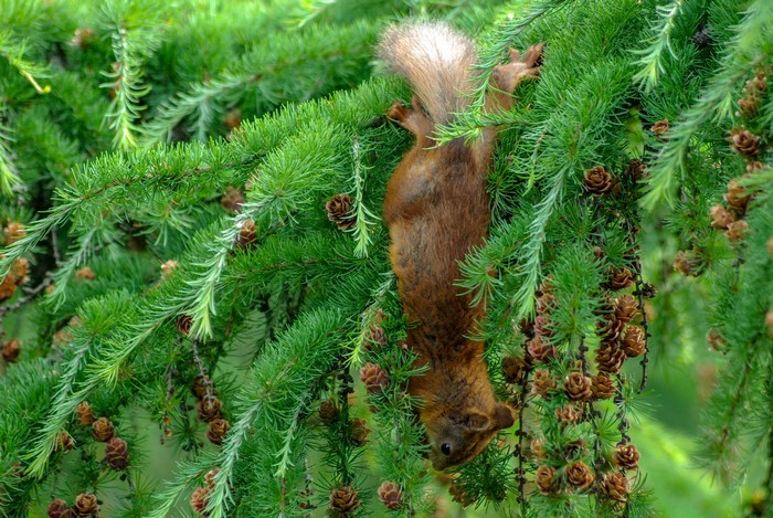 Squirrel hanging upside down on a pine tree branch