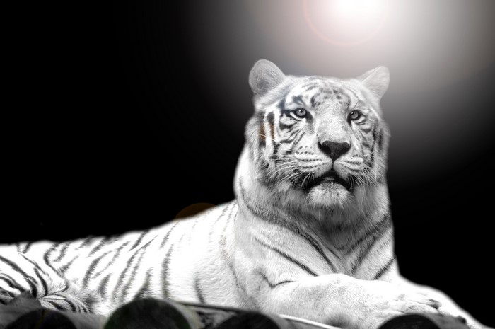 White Tiger Lying Down