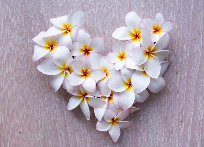 Heart shape made of white Plumeria flowers
