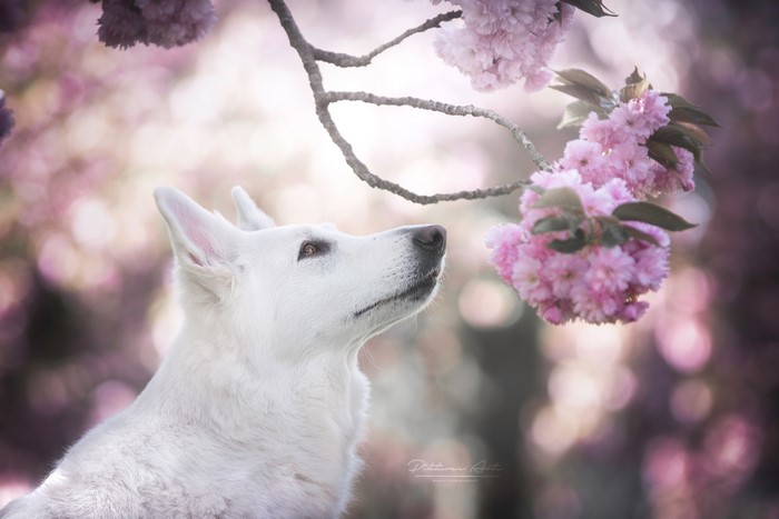 White Shepherd Dog Looking at Pink Sakura Blossoms
