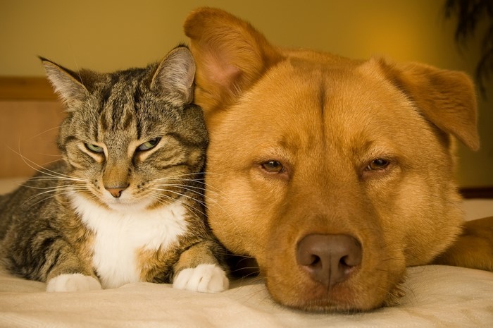 A cat and a dog resting together