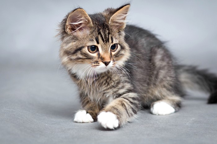 Tabby kitten with white paws on gray background
