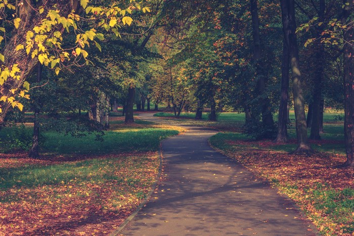 Park path in autumn with fallen leaves