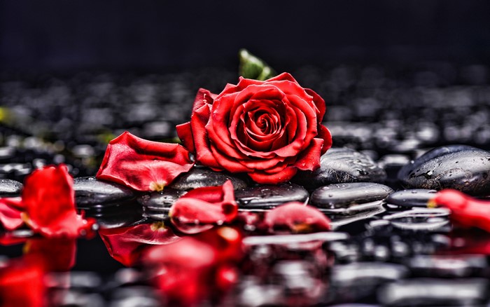 Red Rose and Petals on Wet Black Stones