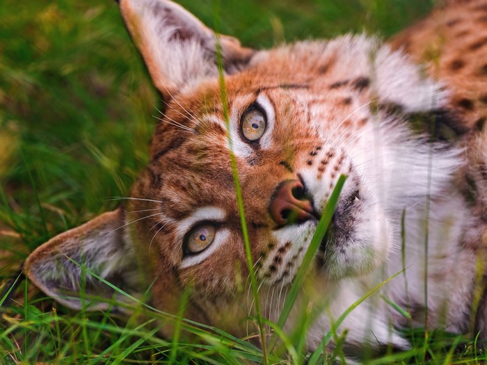 Lynx lying in green grass