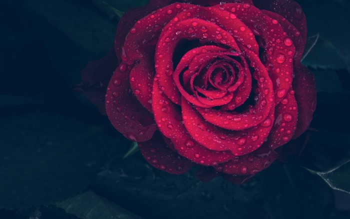Red Rose with Water Drops