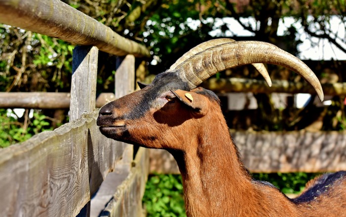 Goat with Ginger Color and Horns by Fence