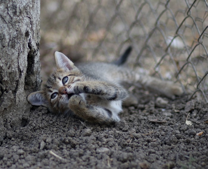 Kitten playing near a tree and fence