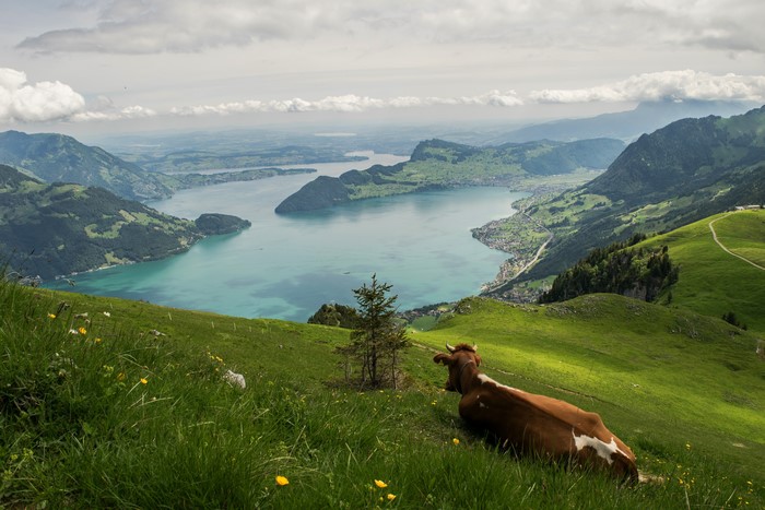 Cow on a grassy mountain overlooking a lake in Switzerland