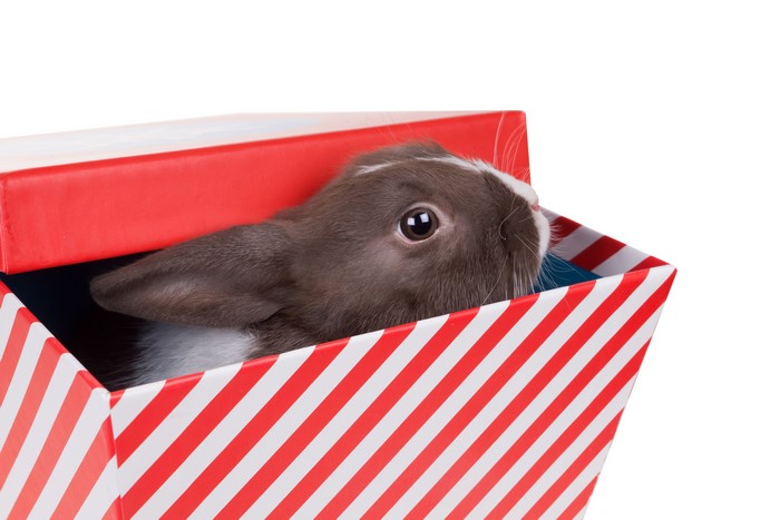 Brown rabbit peeking out of a red and white striped box
