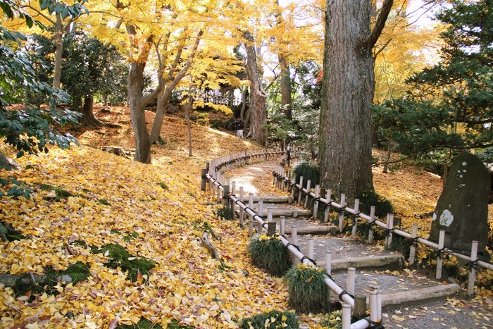 Kenrokuen Garden in Kanazawa, Japan during Autumn