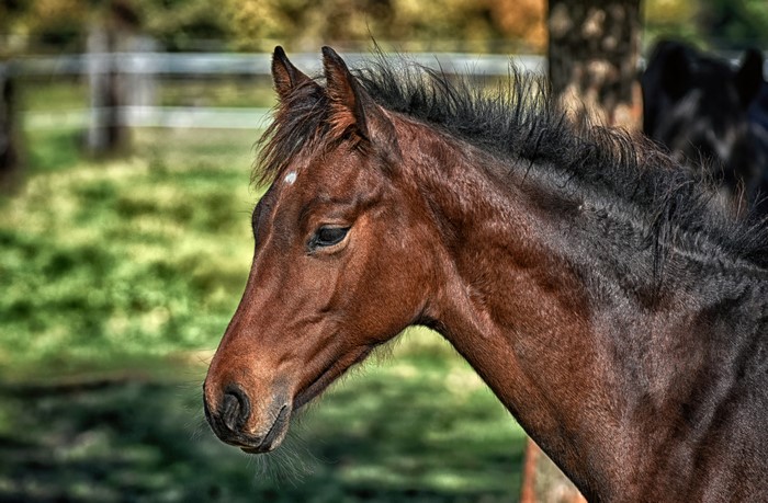 Brown horse head with black mane
