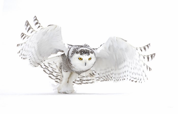 Snowy owl with wings spread in flight