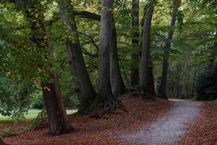 Autumn path through trees in Graaveland, Netherlands