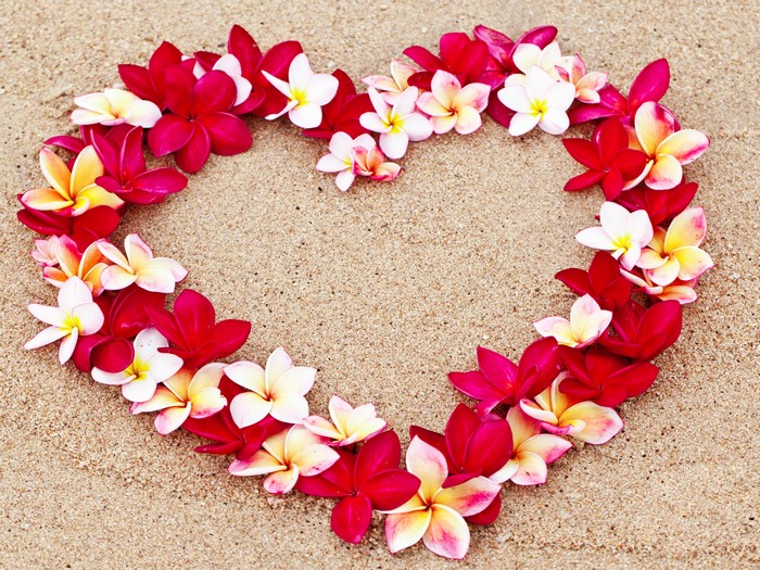 Heart shape made of Plumeria flowers on sand
